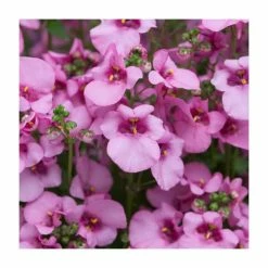 Diascia 'Diamond Pink' | Pack of 5 Plug Plants