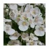 Diascia 'Diamond White Blush' | Pack of 5 Plug Plants -Camellia - shop PL9035SPX5 main image 6ca8