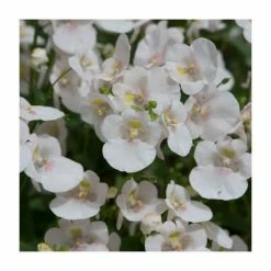 Diascia 'Diamond White Blush' | Pack of 5 Plug Plants
