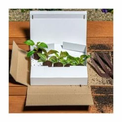 Begonia 'Glowing Embers' | Perennials | Pack of 5 Large Premium Plug Plants -Camellia - shop PL9138PPX5 add image 2 a6aa