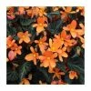 Begonia 'Glowing Embers' | Perennials | Pack of 5 Large Premium Plug Plants 2 Begonia 'Glowing Embers' | Perennials | Pack of 5 Large Premium Plug Plants -Camellia - shop PL9138PPX5 main image ccfb
