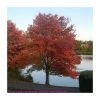 Acer rubrum | Canadian Red Maple Tree | 9L Pot | 120-150cm -Camellia - shop PL92269 main image c887