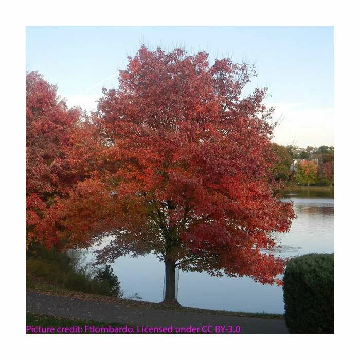 Acer rubrum | Canadian Red Maple Tree | 9L Pot | 120-150cm 3 Acer rubrum | Canadian Red Maple Tree | 9L Pot | 120-150cm
