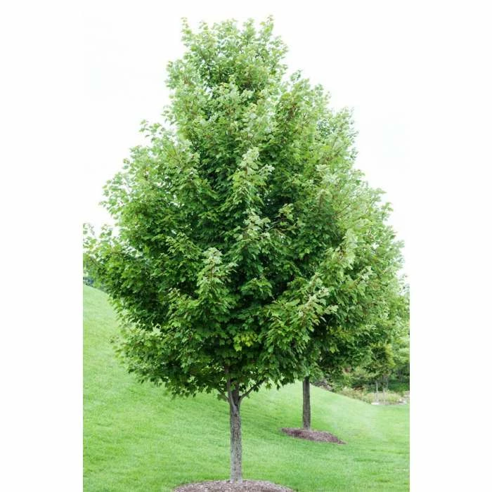 Acer rubrum | Canadian Red Maple Tree | 9L Pot | 120-150cm 4 Acer rubrum | Canadian Red Maple Tree | 9L Pot | 120-150cm - Image 2