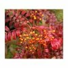 Sorbus commixta 'Embley' | Japanese Rowan Tree 1 Sorbus commixta 'Embley' | Japanese Rowan Tree -Camellia - shop PL923116 main image ea17