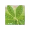 20cm Cherry Laurel | Prunus Laurocerasus 'Rotundifolia' | 9cm Pot 2 20cm Cherry Laurel | Prunus Laurocerasus 'Rotundifolia' | 9cm Pot -Camellia - shop PL9239014 main image 998c