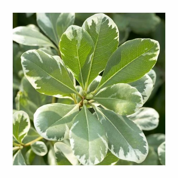 15 - 20cm Pittosporum tenuifolium 'Variegatum' | Kohuhu | 9cm Pot 4 15 - 20cm Pittosporum tenuifolium 'Variegatum' | Kohuhu | 9cm Pot - Image 2