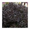 15 - 20cm Pittosporum tenuifolium 'Tom Thumb' | 9cm Pot 1 15 - 20cm Pittosporum tenuifolium 'Tom Thumb' | 9cm Pot -Camellia - shop PL9239043 main image 80f7