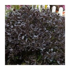Camellia - shop 24 15 - 20cm Pittosporum tenuifolium 'Tom Thumb' | 9cm Pot