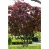 Acer palmatum 'Atropurpureum' | Japanese Maple Tree 2 Acer palmatum 'Atropurpureum' | Japanese Maple Tree -Camellia - shop PL9239050 main image 43a2