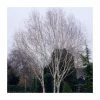 Betula pendula 'Crimson Frost' | Silver Birch Tree | 9L Pot | 120-150cm 1 Betula pendula 'Crimson Frost' | Silver Birch Tree | 9L Pot | 120-150cm -Camellia - shop PL9239052 main image ab56