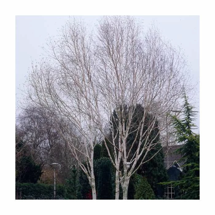Betula pendula 'Crimson Frost' | Silver Birch Tree | 9L Pot | 120-150cm 3 Betula pendula 'Crimson Frost' | Silver Birch Tree | 9L Pot | 120-150cm