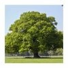 Quercus robur | Oak Tree -Camellia - shop PL9239062 main image ce07