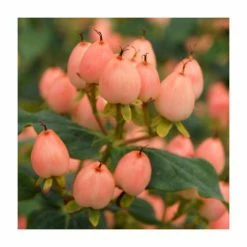 Camellia - shop 20 15 - 20cm Hypericum x inodorum (Magical Innocence) | St. John's Wort | 9cm Pot