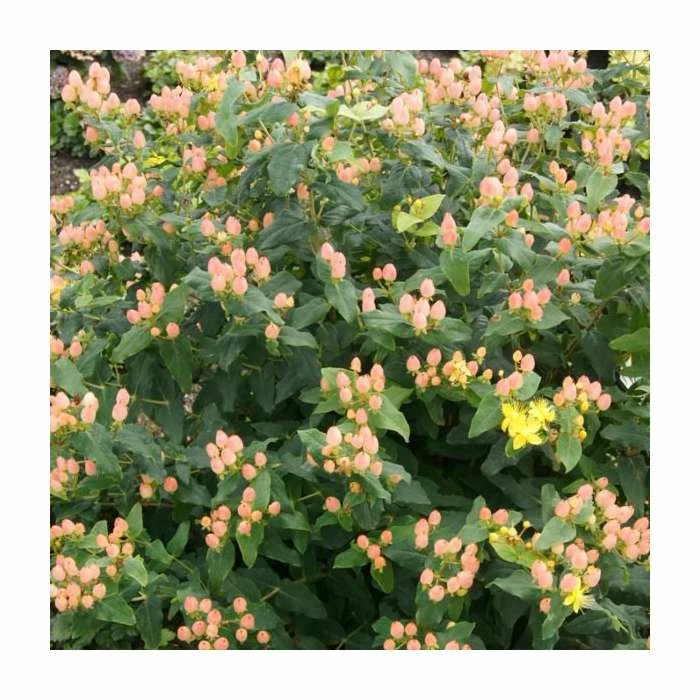 15 - 20cm Hypericum x inodorum (Magical Innocence) | St. John's Wort | 9cm Pot 4 15 - 20cm Hypericum x inodorum (Magical Innocence) | St. John's Wort | 9cm Pot - Image 2