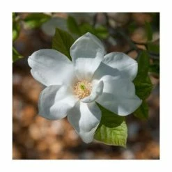 15 - 20cm Magnolia grandiflora 'Galissonière' | 9cm Pot