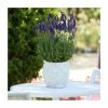 Lavandula 'Blue Spear' | 2L Pot 2 Lavandula 'Blue Spear' | 2L Pot -Camellia - shop PL9239188 main image b876