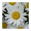 Leucanthemum 'Madonna' | 3L Pot 2 Leucanthemum 'Madonna' | 3L Pot -Camellia - shop PL9239189 main image f747