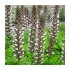 Acanthus hungaricus 'White Lips' | 3L Pot 2 Acanthus hungaricus 'White Lips' | 3L Pot -Camellia - shop PL925700 main image 25fb