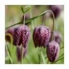 Fritillaria meleagris | 10.5cm Pot 1 Fritillaria meleagris | 10.5cm Pot -Camellia - shop PL925722 main image 86f5
