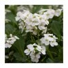 Mountain Rock Cress | Arabis caucasica 'Little Treasure' | 10.5cm Pot 2 Mountain Rock Cress | Arabis caucasica 'Little Treasure' | 10.5cm Pot -Camellia - shop PL925731 main image f32c