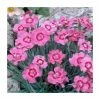 Dianthus caryophyllus 'Vienna' | 10.5cm Pot 2 Dianthus caryophyllus 'Vienna' | 10.5cm Pot -Camellia - shop PL925734 main image 449d