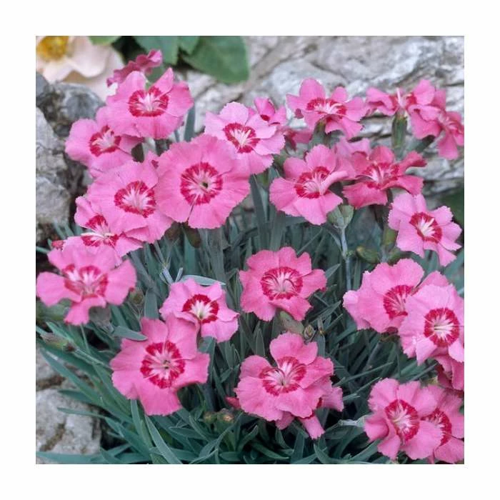 Dianthus caryophyllus 'Vienna' | 10.5cm Pot 3 Dianthus caryophyllus 'Vienna' | 10.5cm Pot