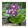 Primula x pubescens | Garden Auricula | 10.5cm Pot 2 Primula x pubescens | Garden Auricula | 10.5cm Pot -Camellia - shop PL925740 main image 1e75