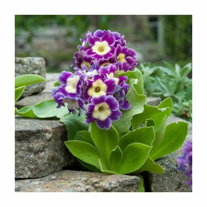 Primula x pubescens | Garden Auricula | 10.5cm Pot 3 Primula x pubescens | Garden Auricula | 10.5cm Pot