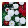 Bellis 'White' | 10.5cm Pot -Camellia - shop PL925748 main image 6523