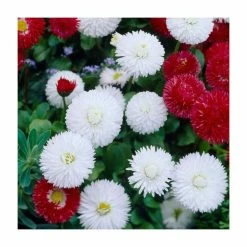 Bellis 'White' | 10.5cm Pot