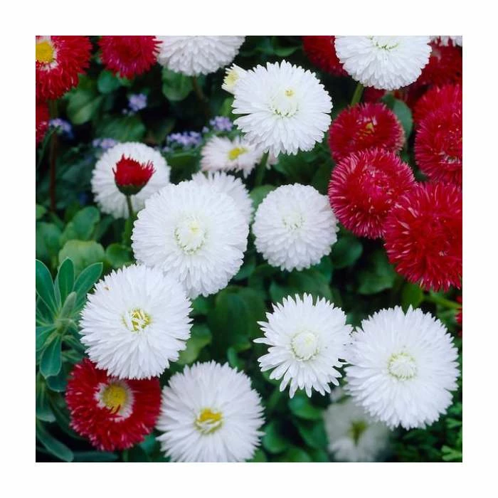 Bellis 'White' | 10.5cm Pot 3 Bellis 'White' | 10.5cm Pot
