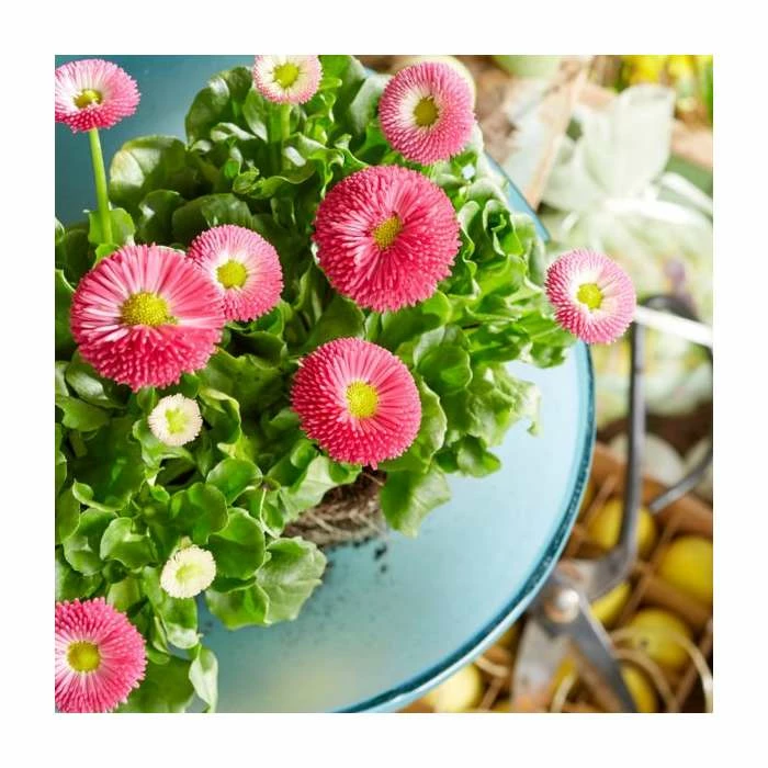 Bellis 'Pink' | 10.5cm Pot 4 Bellis 'Pink' | 10.5cm Pot - Image 2