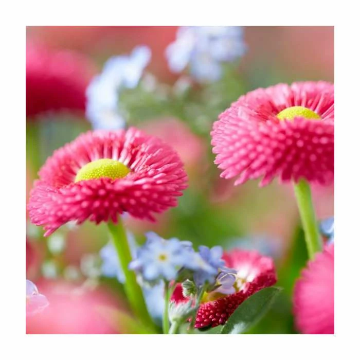 Bellis 'Pink' | 10.5cm Pot 3 Bellis 'Pink' | 10.5cm Pot