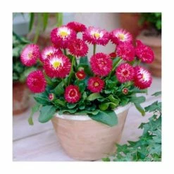 Bellis 'Red' | 10.5cm Pot