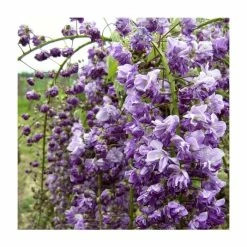 50-90cm Wisteria Floribunda 'Kokuryu' | 'Black Dragon' | 3L Pot 8 50-90cm Wisteria Floribunda 'Kokuryu' | 'Black Dragon' | 3L Pot -Camellia - shop PL9320 add image 2 1a12