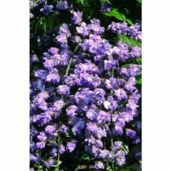 50-90cm Wisteria Floribunda 'Kokuryu' | 'Black Dragon' | 3L Pot 9 50-90cm Wisteria Floribunda 'Kokuryu' | 'Black Dragon' | 3L Pot -Camellia - shop PL9320 add image 3 0574