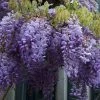 Wisteria sinensis 2 Wisteria sinensis -Camellia - shop PL9323 main 3d63