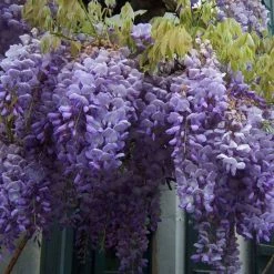 Wisteria sinensis