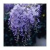 50-90cm Wisteria Sinensis 'Prolific' | 3L Pot 1 50-90cm Wisteria Sinensis 'Prolific' | 3L Pot -Camellia - shop PL9324 main image 446d