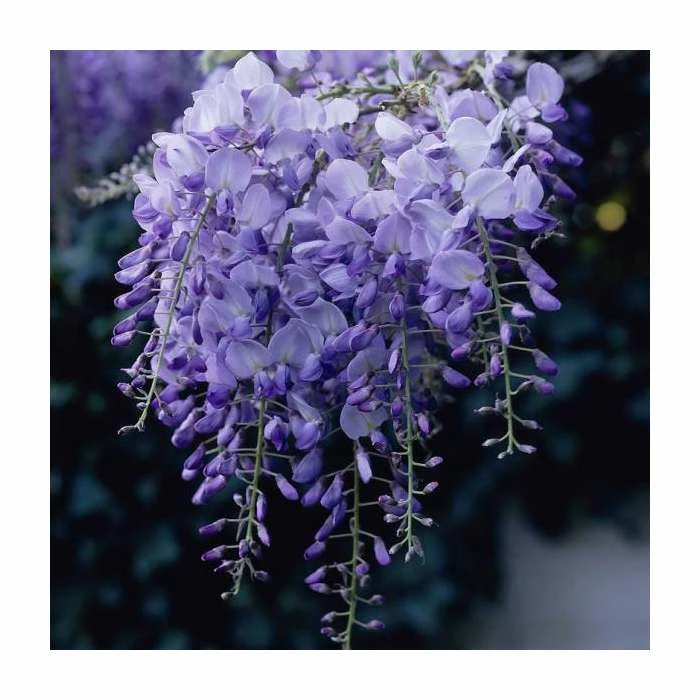 50-90cm Wisteria Sinensis 'Prolific' | 3L Pot 2 50-90cm Wisteria Sinensis 'Prolific' | 3L Pot