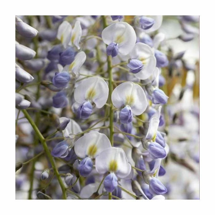 50-90cm Wisteria Sinensis 'Prolific' | 3L Pot 3 50-90cm Wisteria Sinensis 'Prolific' | 3L Pot - Image 2