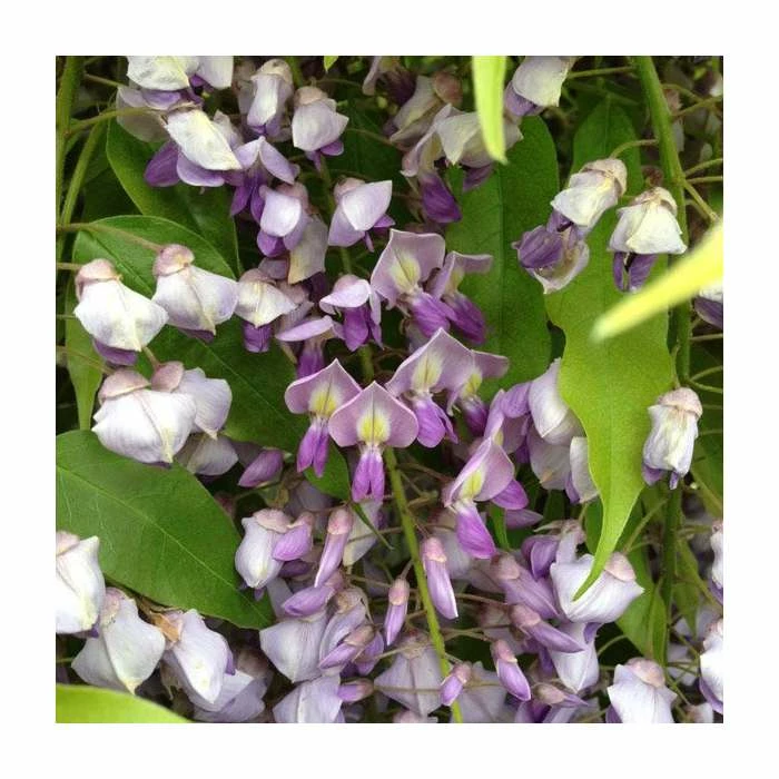 50-90cm Wisteria brachyboytrys 'Golden Dragon' | 3L Pot 3 50-90cm Wisteria brachyboytrys 'Golden Dragon' | 3L Pot