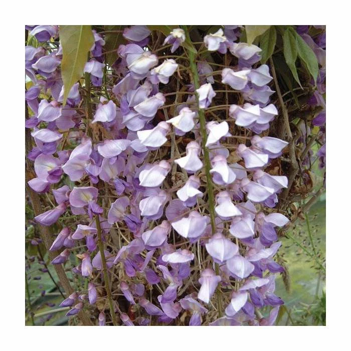 Wisteria floribunda 'Harlequin' | 3L Pot 3 Wisteria floribunda 'Harlequin' | 3L Pot