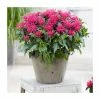 Monarda didyma 'Balmy Rose' | 10.5cm Pot 2 Monarda didyma 'Balmy Rose' | 10.5cm Pot -Camellia - shop PL9912 main image c795