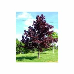 Acer platanoides 'Crimson King' | Purple Norway Maple Tree | 12L Pot | 150-180cm | By Frank P Matthews -Camellia - shop TR013012L add image 1 5e2b