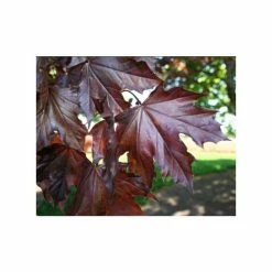 Acer platanoides 'Crimson King' | Purple Norway Maple Tree | 12L Pot | 150-180cm | By Frank P Matthews -Camellia - shop TR013012L add image 2 150d