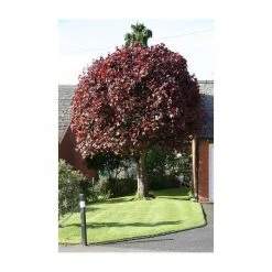 Acer platanoides 'Crimson King' | Purple Norway Maple Tree | 12L Pot | 150-180cm | By Frank P Matthews -Camellia - shop TR013012L add image 3 8a40