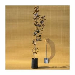 Acer platanoides 'Crimson King' | Norway Maple Tree 13 Acer platanoides 'Crimson King' | Norway Maple Tree -Camellia - shop TR0130 add image 4 a1c8