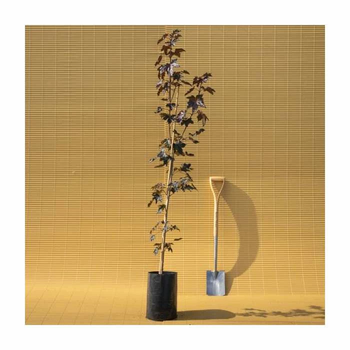 Acer platanoides 'Crimson King' | Norway Maple Tree 8 Acer platanoides 'Crimson King' | Norway Maple Tree - Image 6